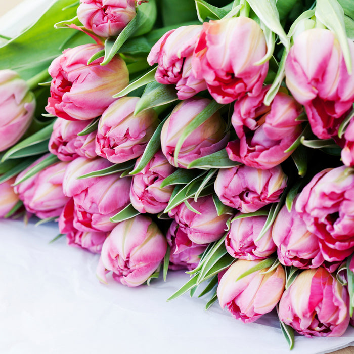 Blooming Tulips Fragrance Oil 390