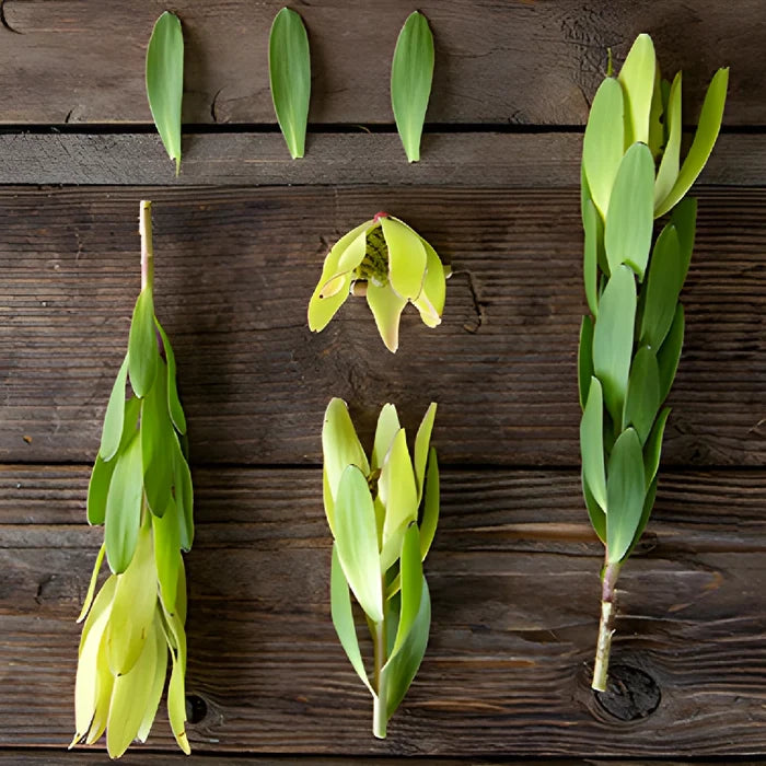 Brassy Green Leucadendron