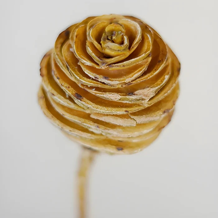 this is a test alt text Dried Platys Spiral