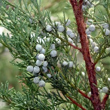 Fragrance Oil - Frosted Juniper & Moss