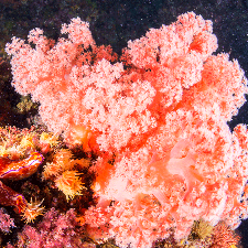 Fragrance Oil - Living Coral Reef