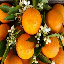 Fragrance Oil - Orange Patchouli