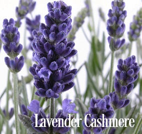 Lavender Cashmere Fragrance Oil 20105