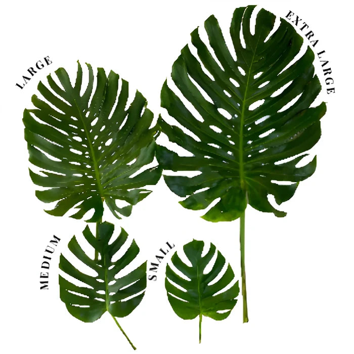 Medium Monstera Leaves Tropical Greenery