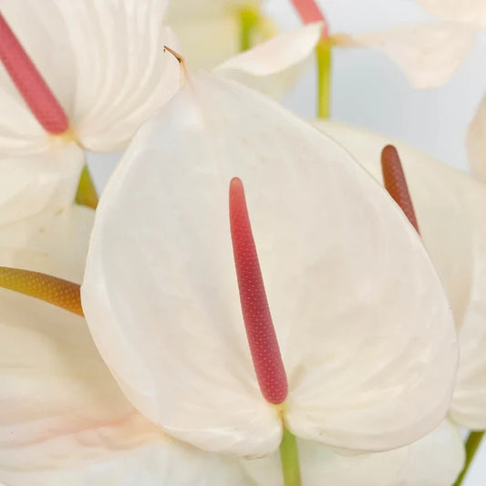 Anthurium Seashell White Tropical Flower Close Up - Image