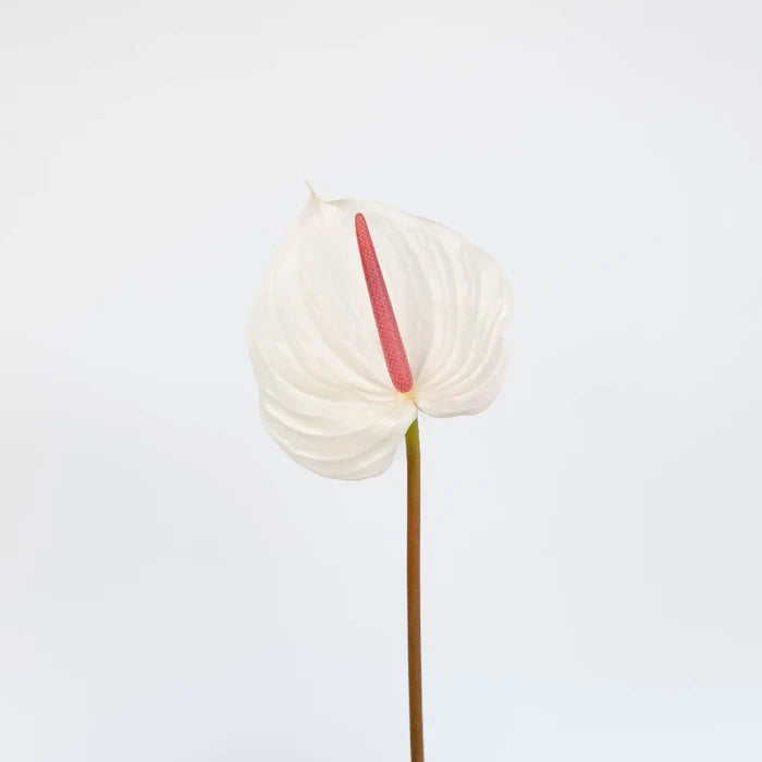 Anthurium Seashell White Tropical Flower Stem - Image