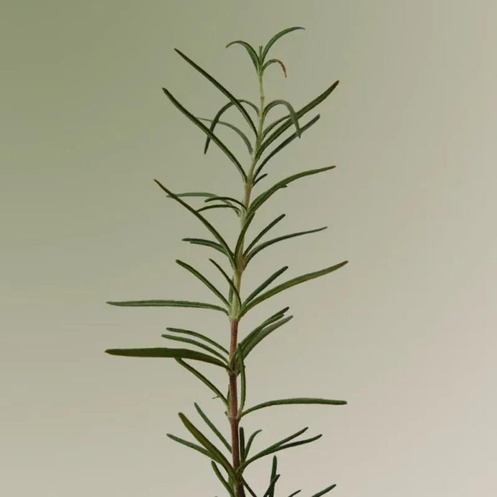 Aromatica Rosemary Scalp Scaling 180 mL