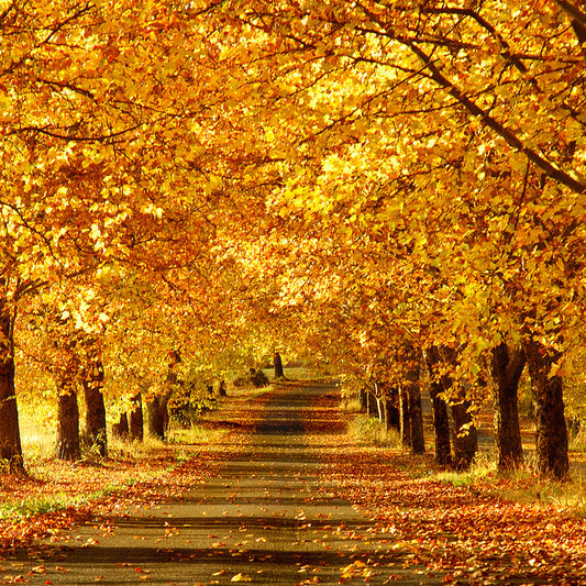 Autumn Breeze Fragrance Oil 535