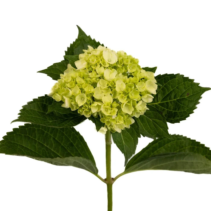Baby Hulk Green Hydrangea Flower Stem - Image