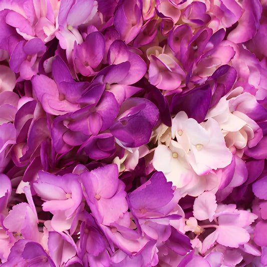 Hydrangea Berry Airbrushed Flower Up Close