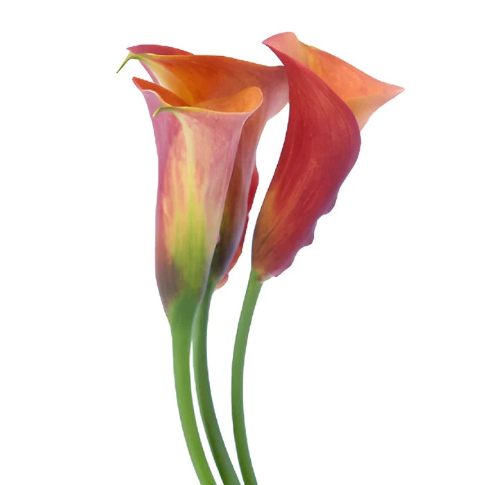 Blood Orange Mini Calla Lily Flowers