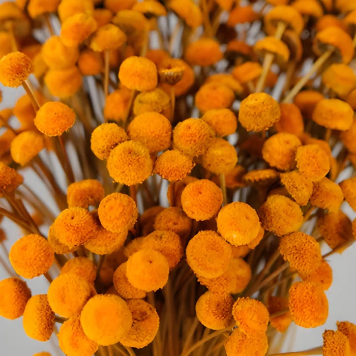 Burnt Orange Dried Floral Buttons