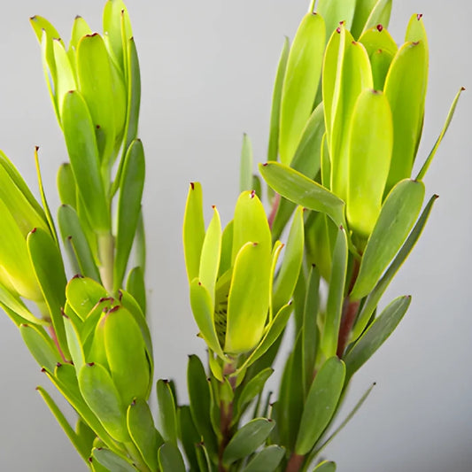 Chameleon Fresh Cut Leucadendron