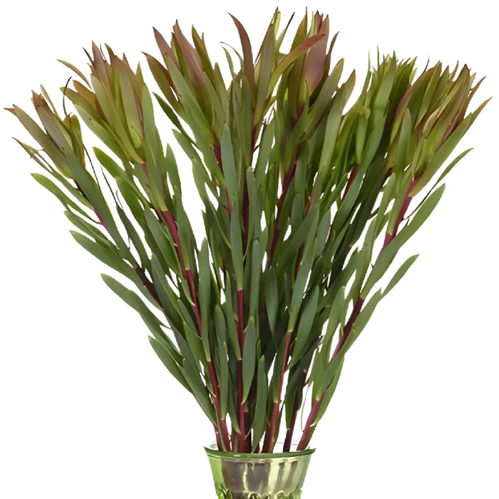 Chartreuse Citron Leucadendron