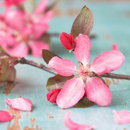 Cherry Blossom Fragrance Oil 192