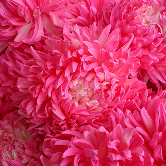 Cotton Candy Pink Tinted Football Mum Flowers