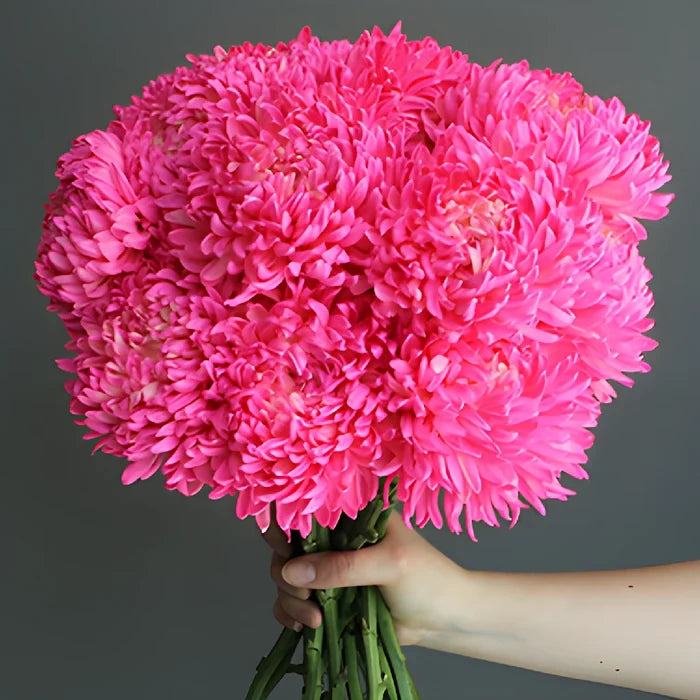 Cotton Candy Pink Tinted Football Mum Flowers