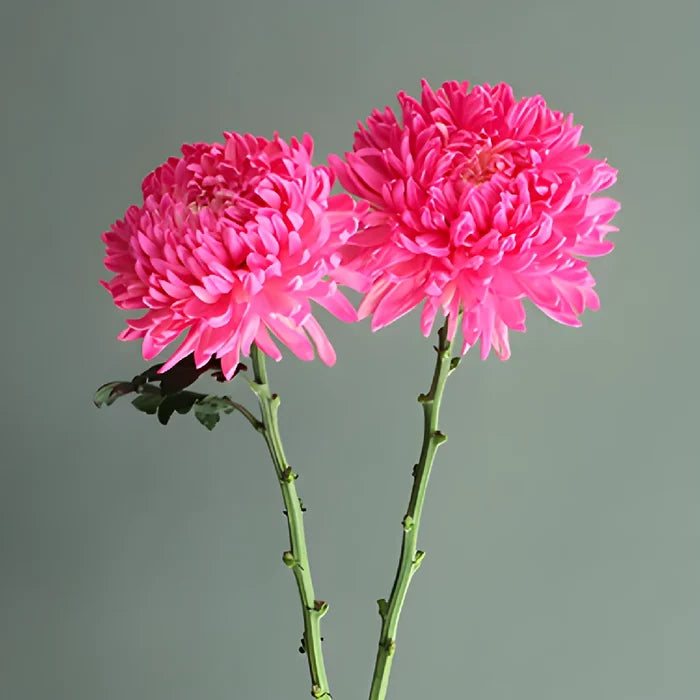 Cotton Candy Pink Tinted Football Mum Flowers