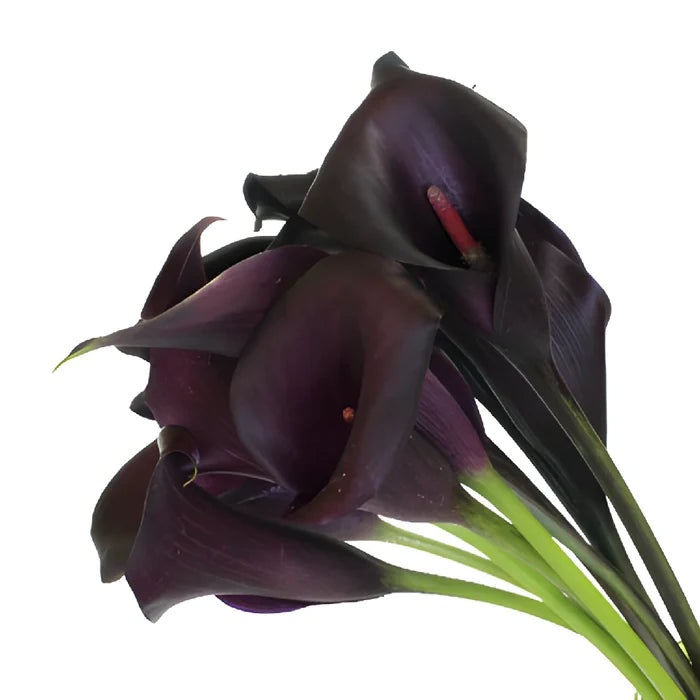 Dark Purple Mini Calla Lily Flower