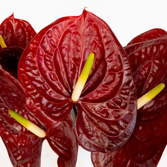 Deep Red Anthurium Flower Close Up - Image