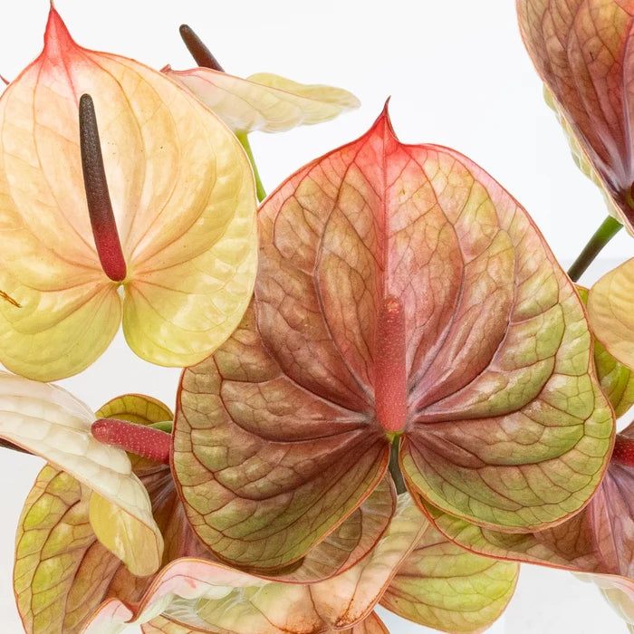 Dusty Rose & Olive Anthurium Flower Close Up - Image