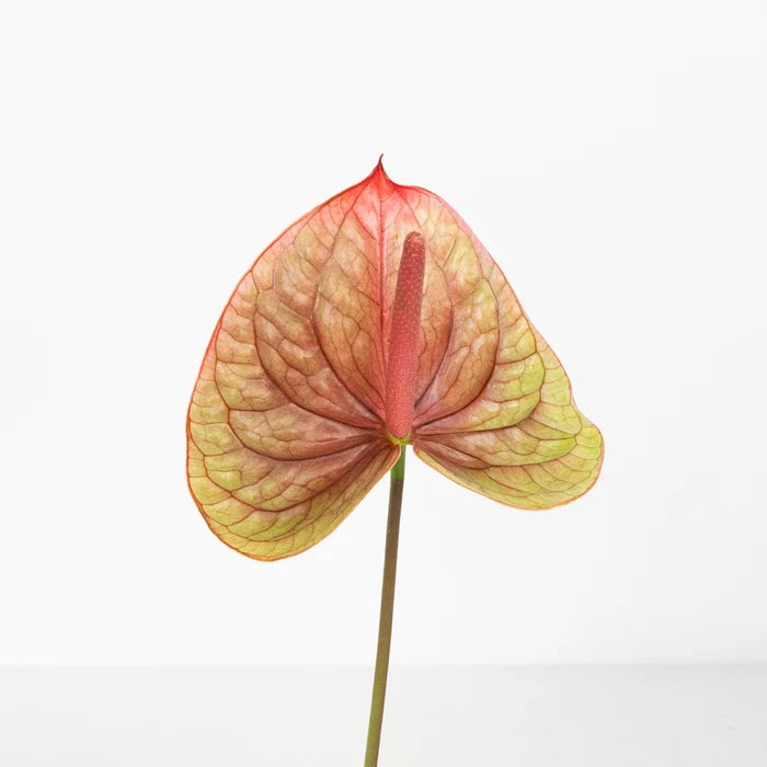 Dusty Rose & Olive Anthurium Flower Stem - Image