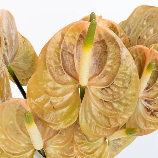 Olive Pink Anthurium Flower Close Up - Image