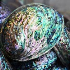 Fragrance Oil - Abalone & Sea