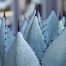 Fragrance Oil - Agave Nectar (Odour Neutralizing)