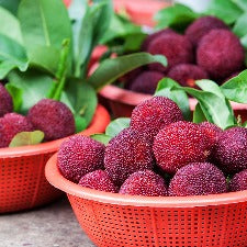 Fragrance Oil - Bayberry