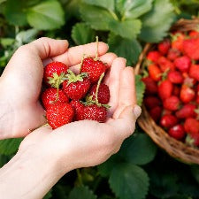 Fragrance Oil - Fresh Picked Strawberry (BBW Dupe)
