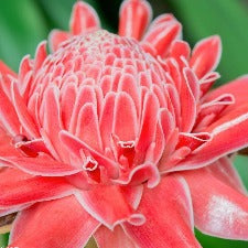 Fragrance Oil - Hawaiian Ginger