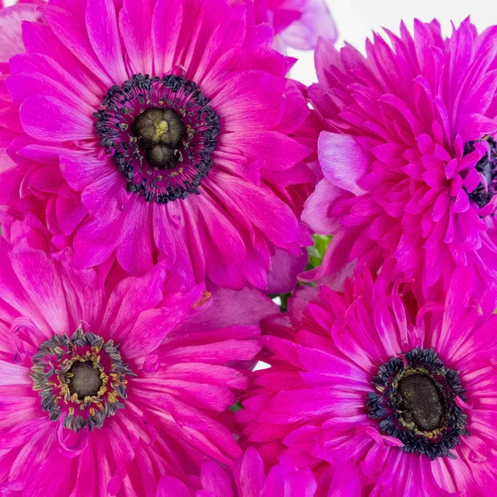 Fuschia Levante Anemones Close Up - Image