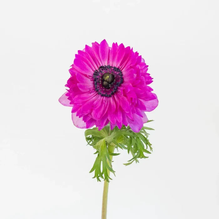 Fuschia Levante Anemones Stem - Image