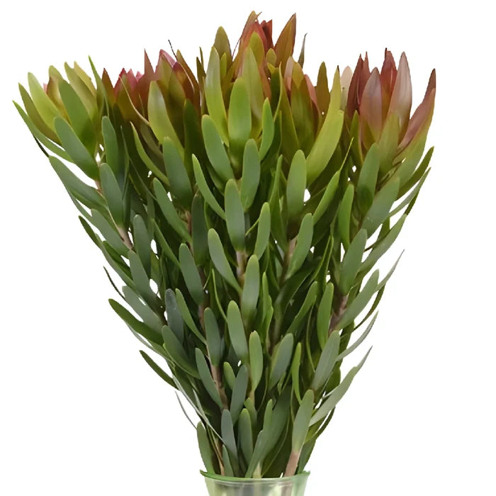 Leucadendron Bunch 10 stems