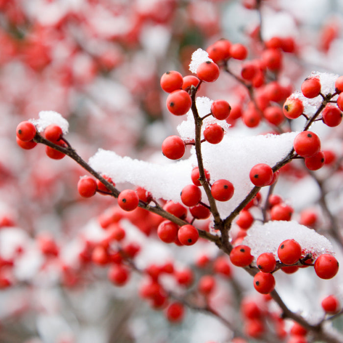 Holiday Berry - EO & FO Blend 512