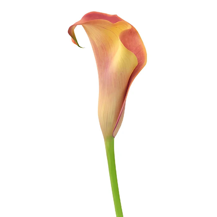 Hot Shot Orange Mini Calla Lily Flower