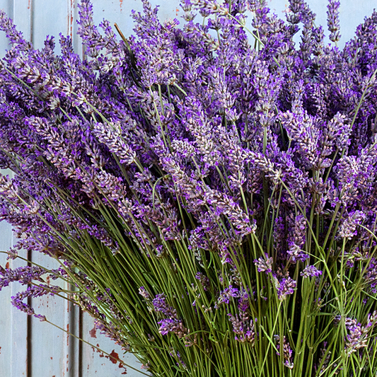Lavender Fragrance Oil - FF# 14 - 11861