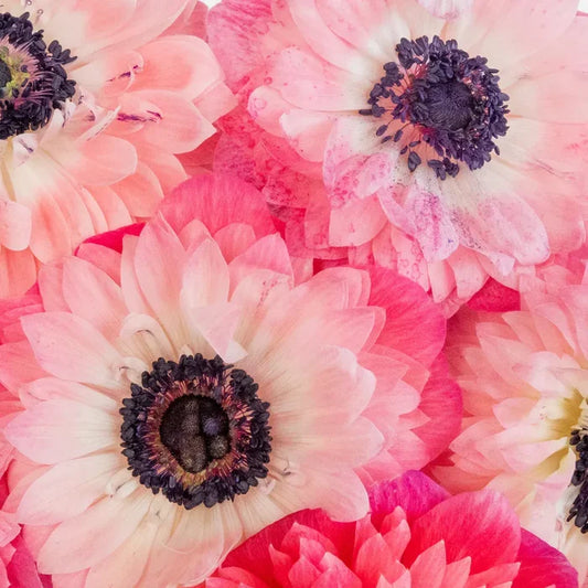 Light Pink Levante Anemones Close Up - Image