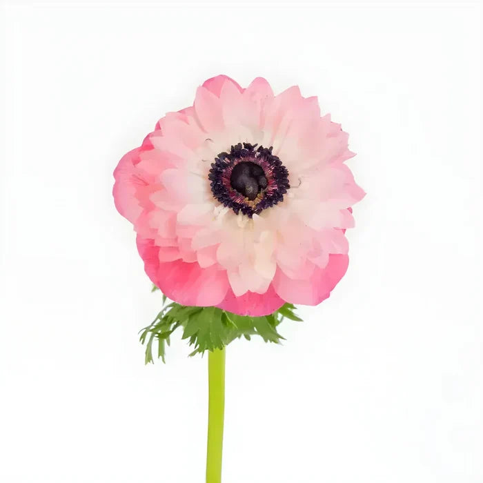 Light Pink Levante Anemones Stem - Image