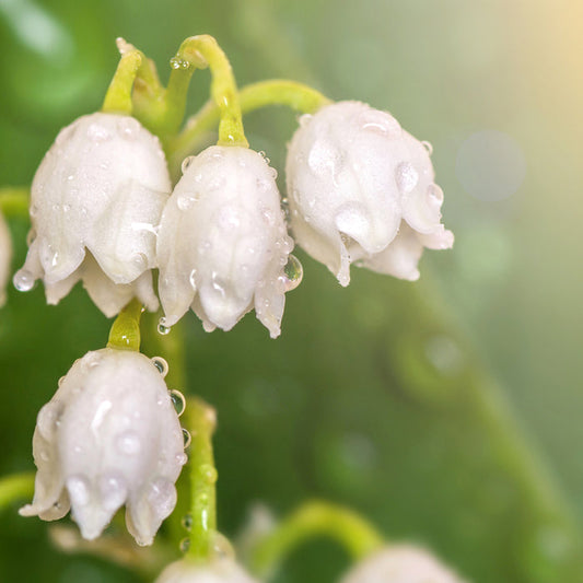 Lily of the Valley Fragrance Oil 175