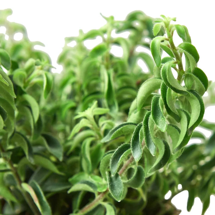 Lipstick Curly 4-inch Plant