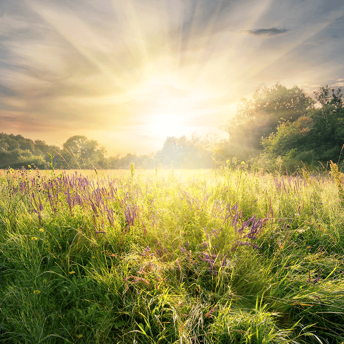 Meadow Grass & Wildflowers Fragrance Oil 219