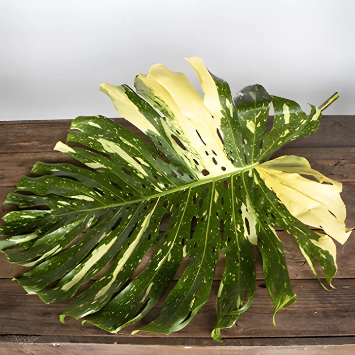 Medium Monstera Leaves Tropical Greenery