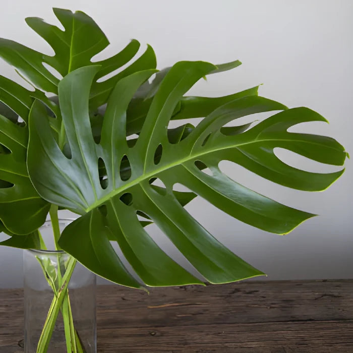 Medium Monstera Leaves Tropical Greenery