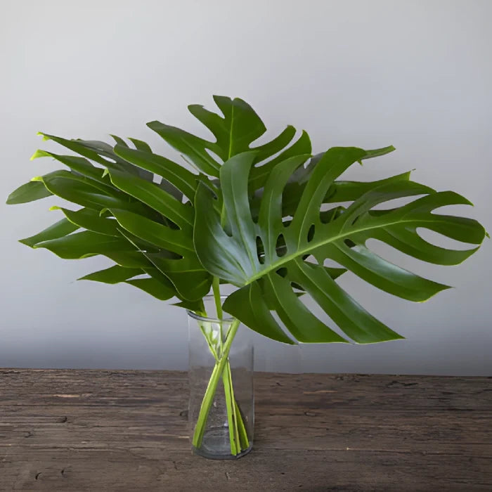 Medium Monstera Leaves Tropical Greenery
