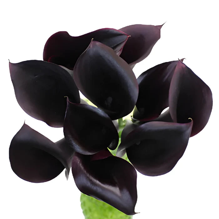 Midnight Plum Mini Calla Lily Flower