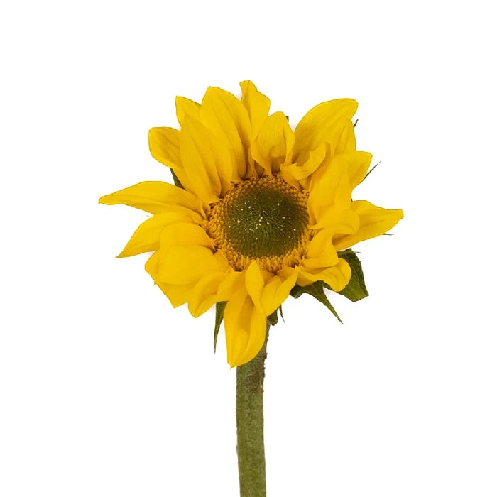 Mini Green Center Sunflowers Stem - Image