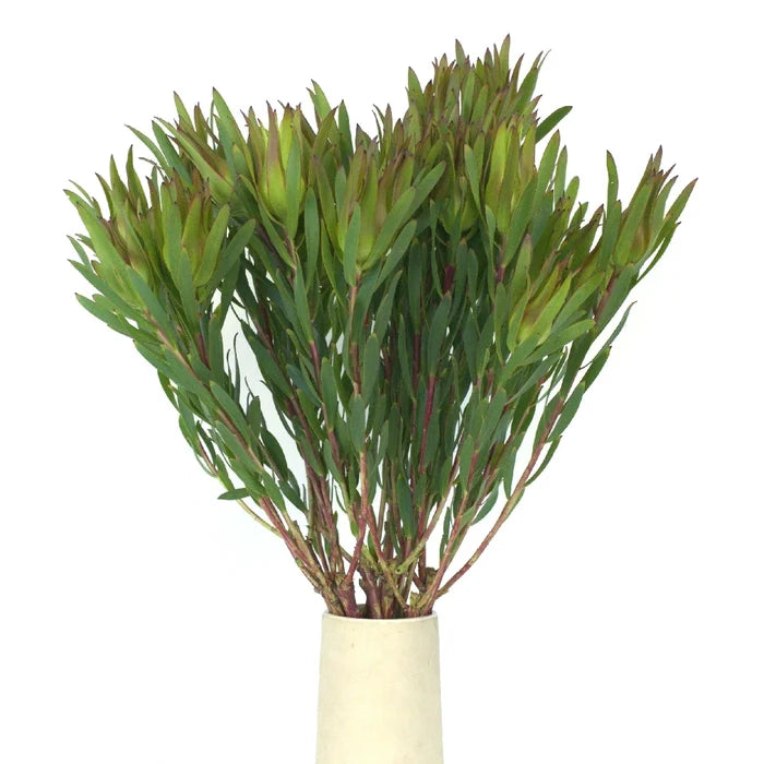 Mini Sandstorm Leucadendron Vase - Image