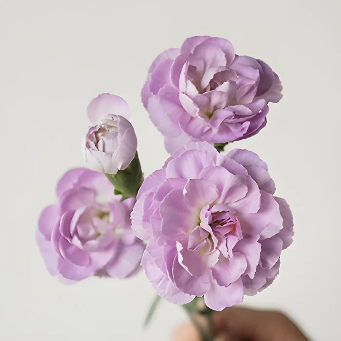 Lavender Mini Carnation Stems